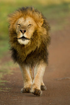 lion